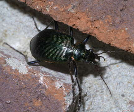 Imagem de Calosoma (Calosoma) wilcoxi Le Conte 1847