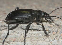 Слика од Calosoma (Carabosoma) peregrinator Guérin-Méneville 1844