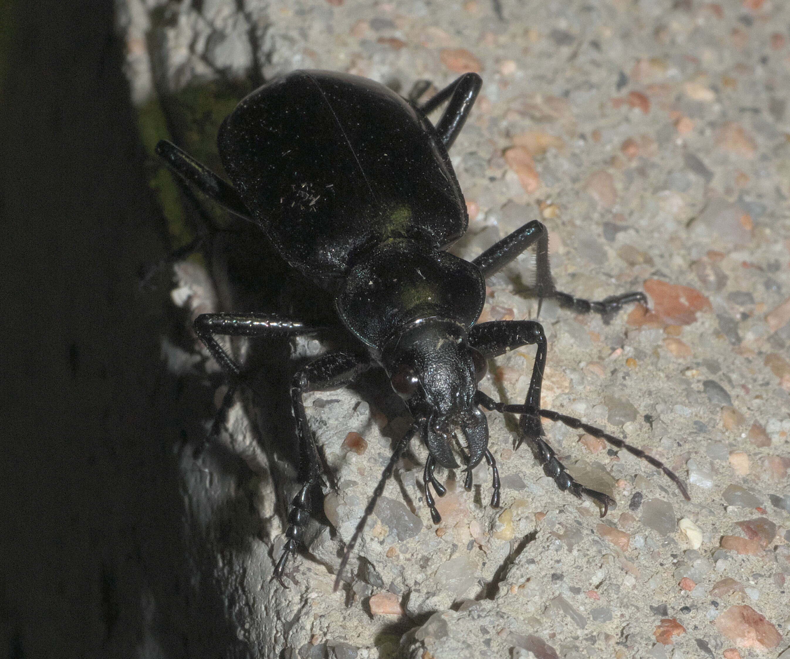 Слика од Calosoma (Carabosoma) peregrinator Guérin-Méneville 1844