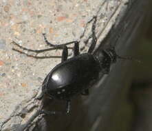 Слика од Calosoma (Carabosoma) peregrinator Guérin-Méneville 1844