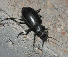 Слика од Calosoma (Carabosoma) peregrinator Guérin-Méneville 1844