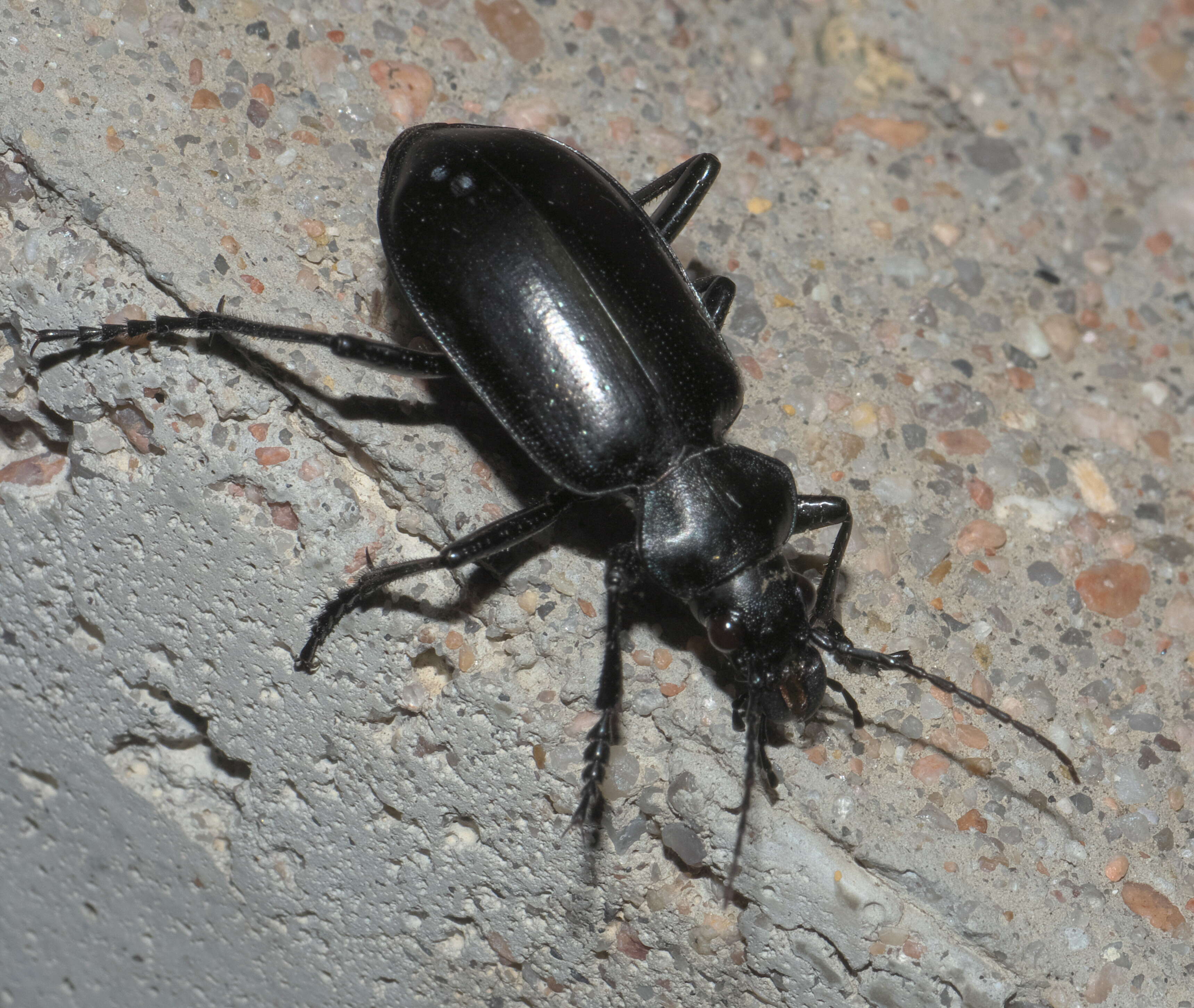 Слика од Calosoma (Carabosoma) peregrinator Guérin-Méneville 1844