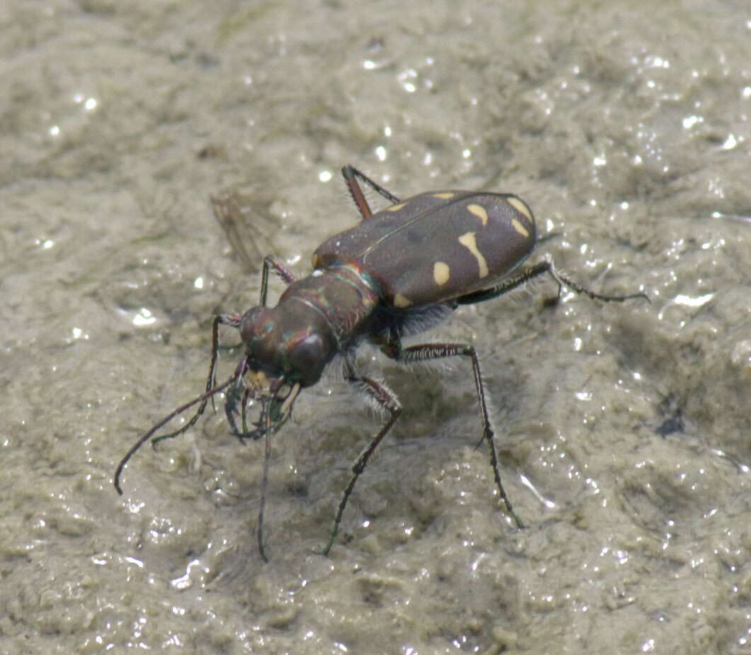 Plancia ëd Cicindela (Cicindela) oregona Le Conte 1856