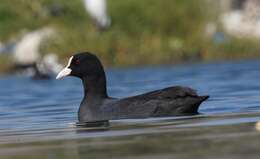 Image of Common Coot