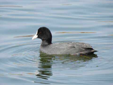 Image of Common Coot