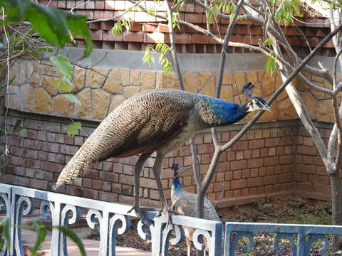 Image of Asiatic peafowl