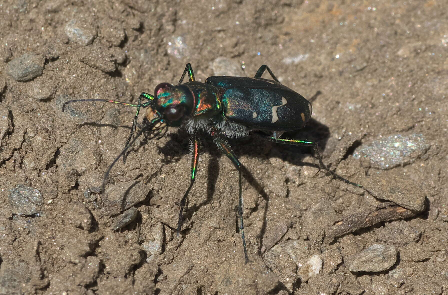 Plancia ëd Cicindela (Cicindela) oregona Le Conte 1856