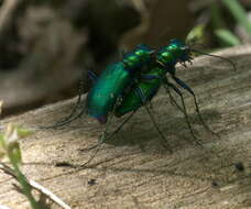 Imagem de Cicindela (Cicindela) sexguttata Fabricius 1775