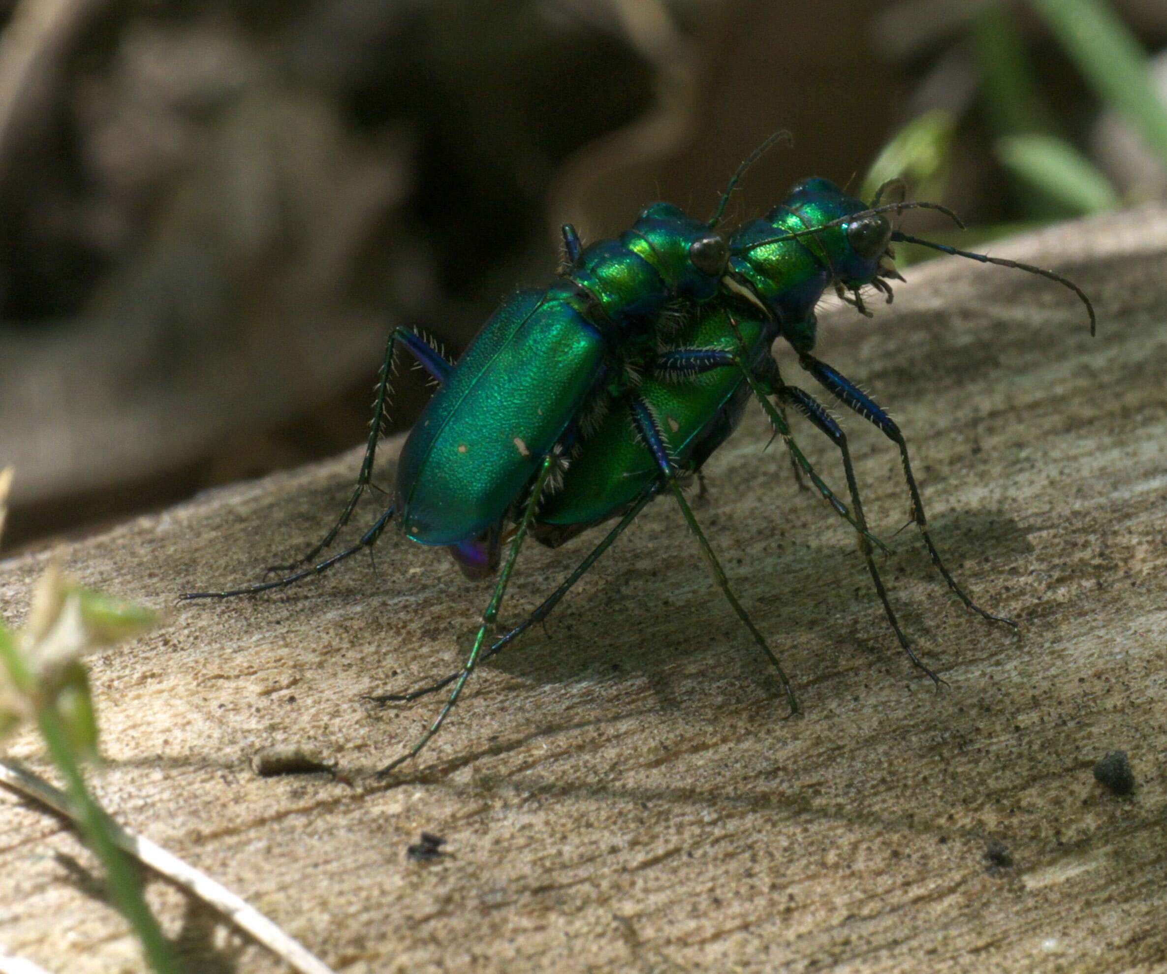 Imagem de Cicindela (Cicindela) sexguttata Fabricius 1775