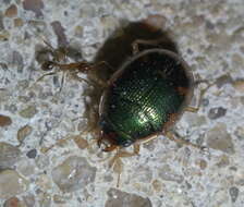 Image of Round Sand Beetles