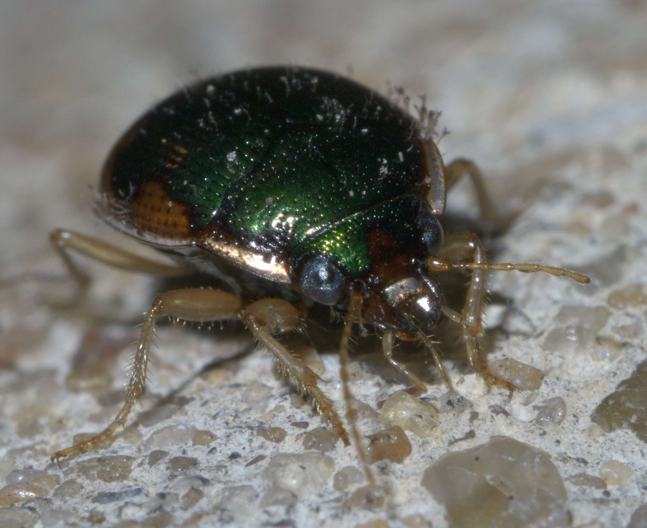 Image of Round Sand Beetles