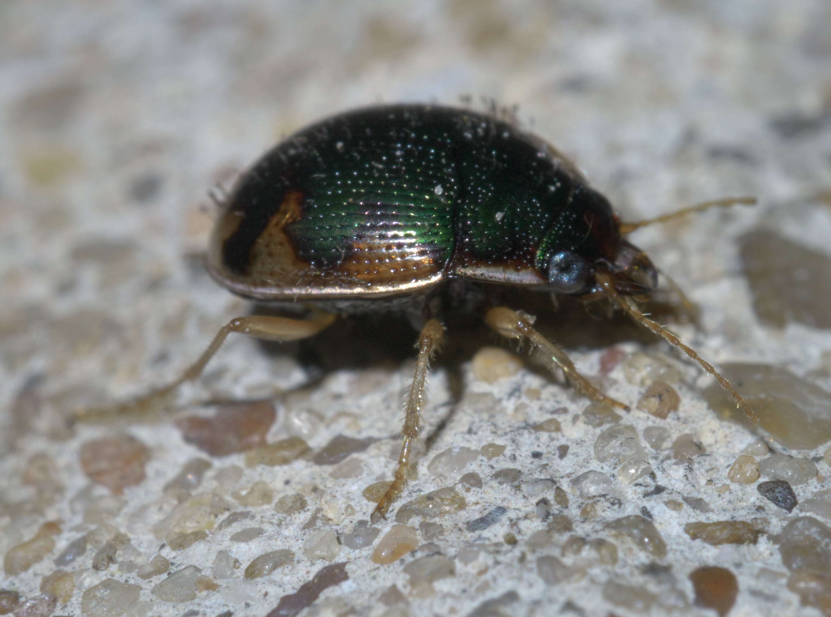 Image of Round Sand Beetles