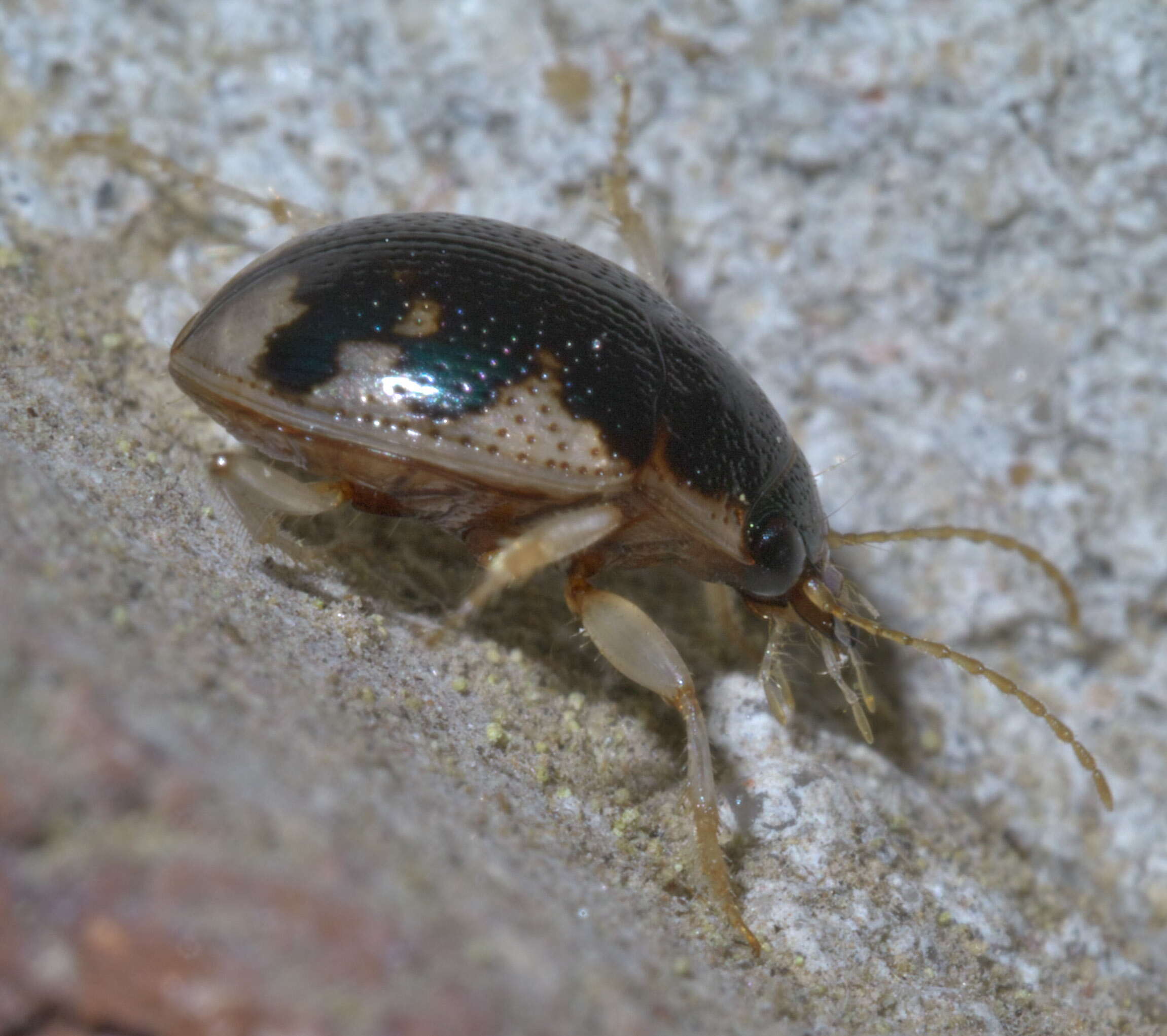 Image of Round Sand Beetles