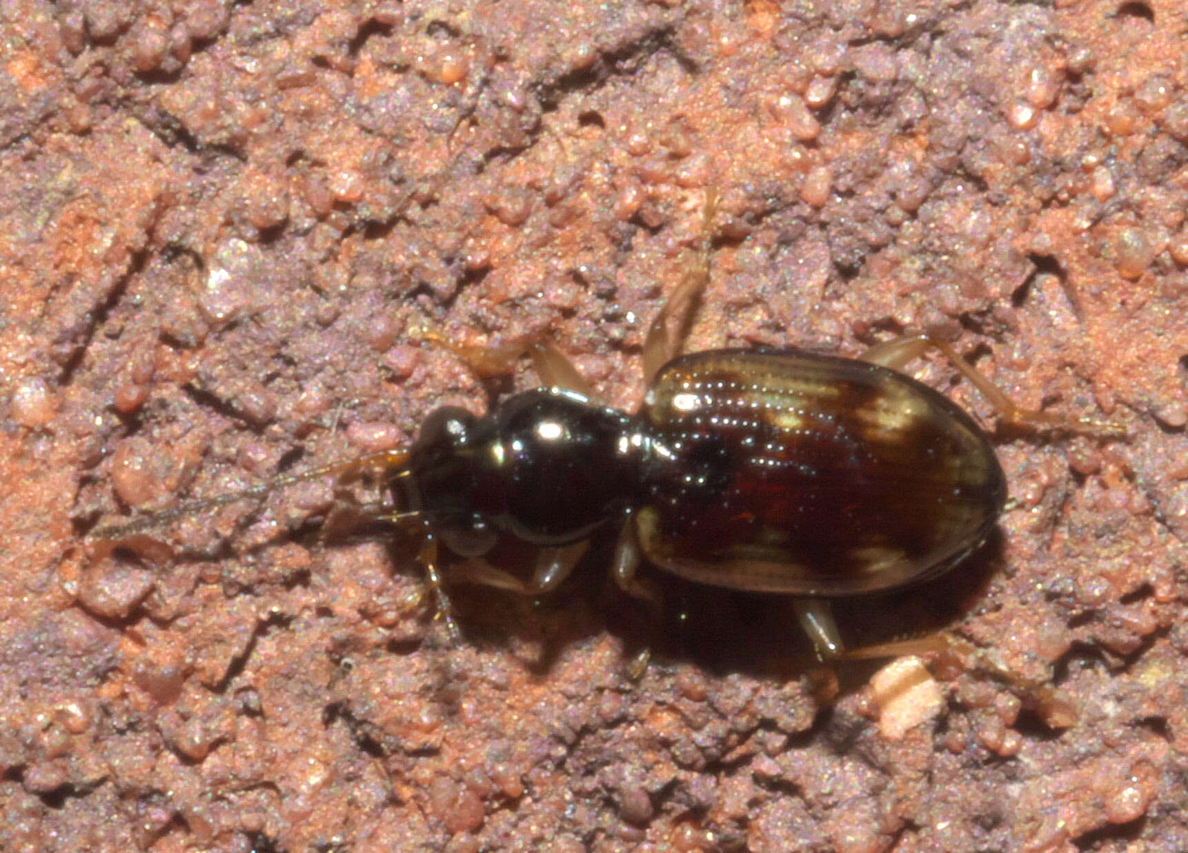 Plancia ëd Bembidion