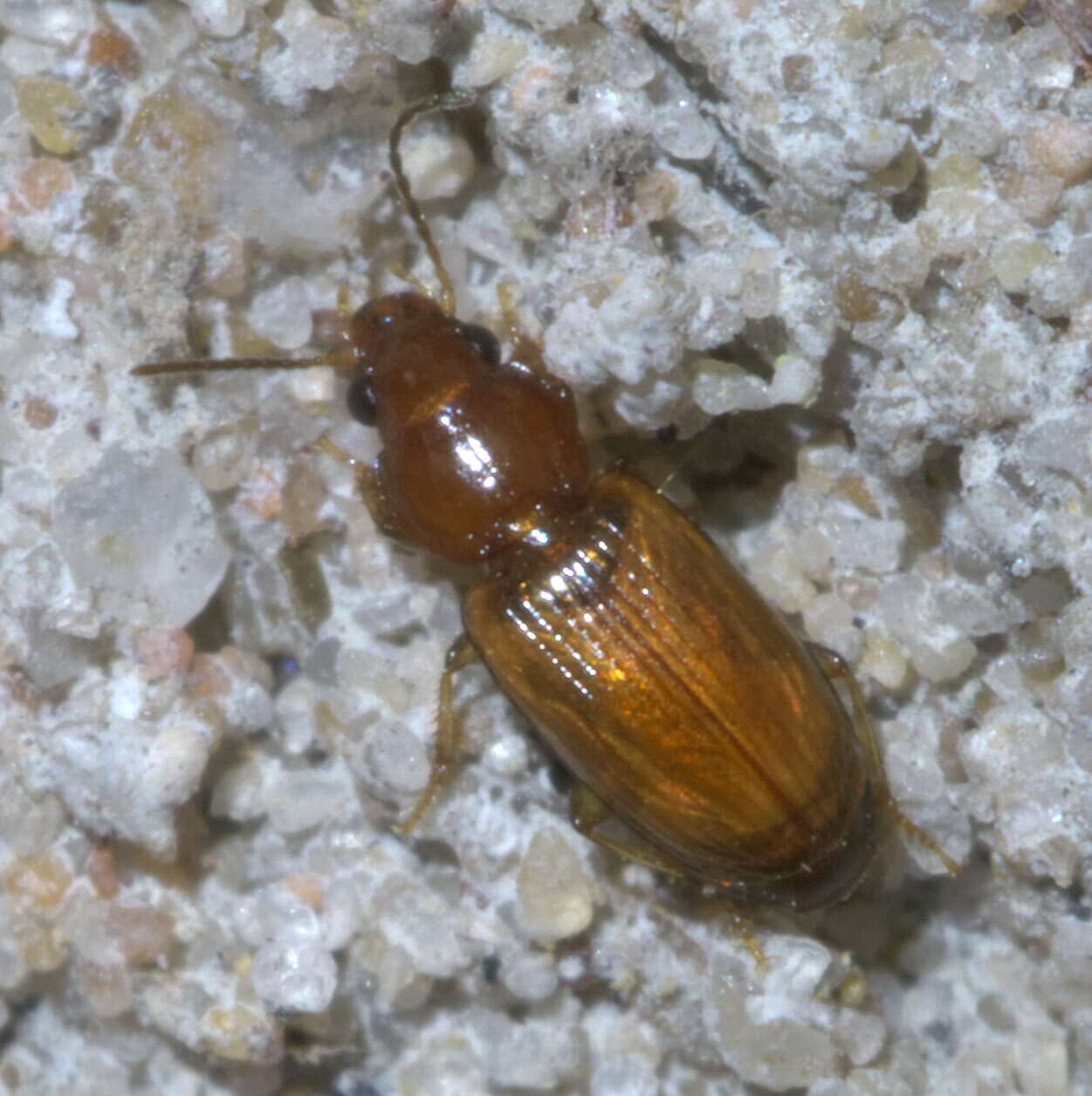 Image of Stenolophina