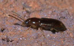 Image of Bradycellus