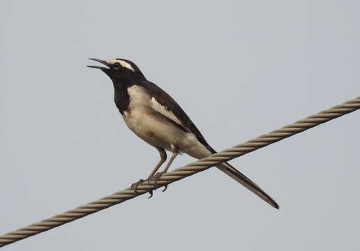 Image of White-browed Wagtail