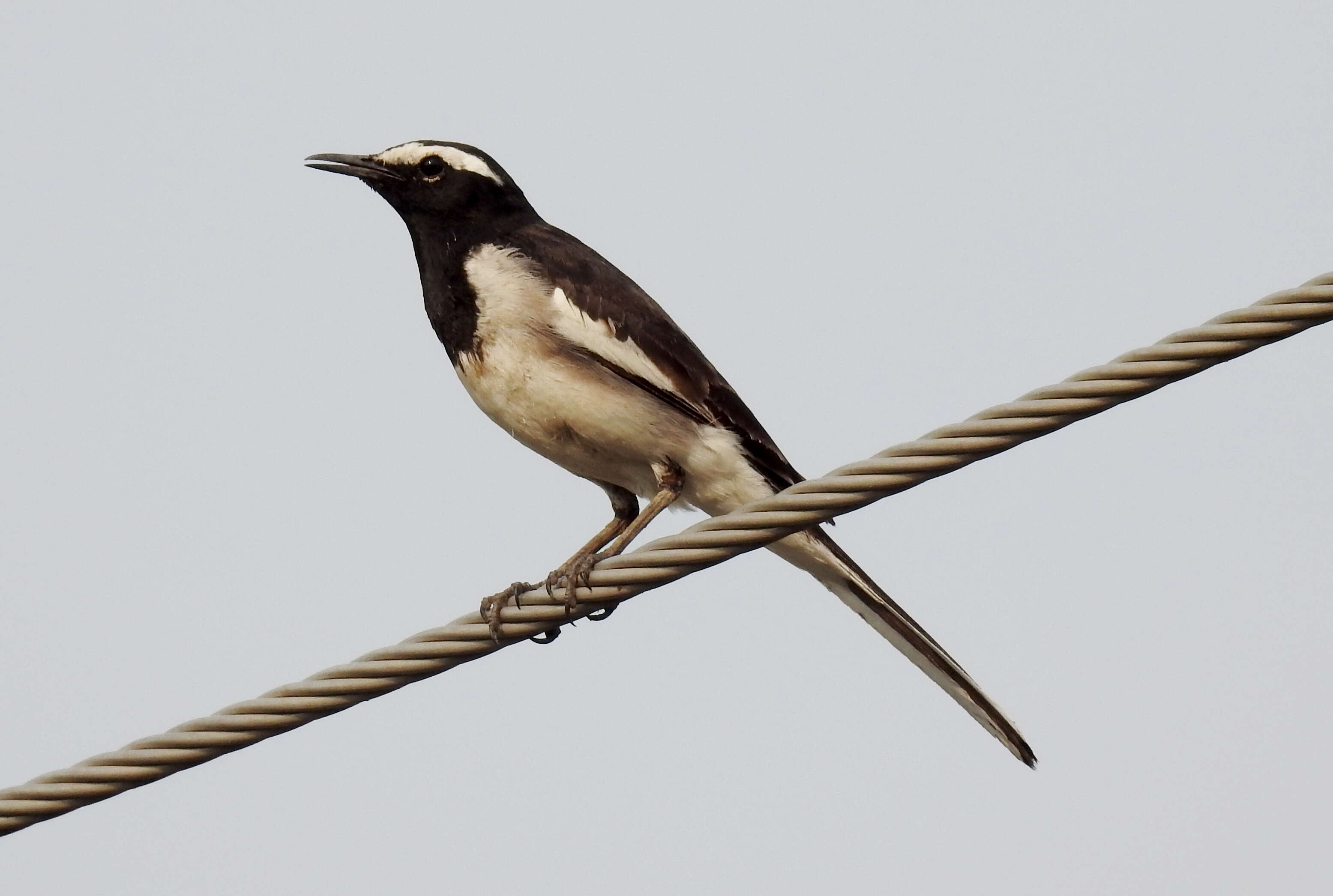 Image of White-browed Wagtail