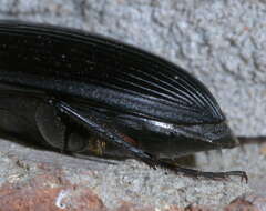 Sivun Harpalus (Pseudoophonus) caliginosus (Fabricius 1775) kuva