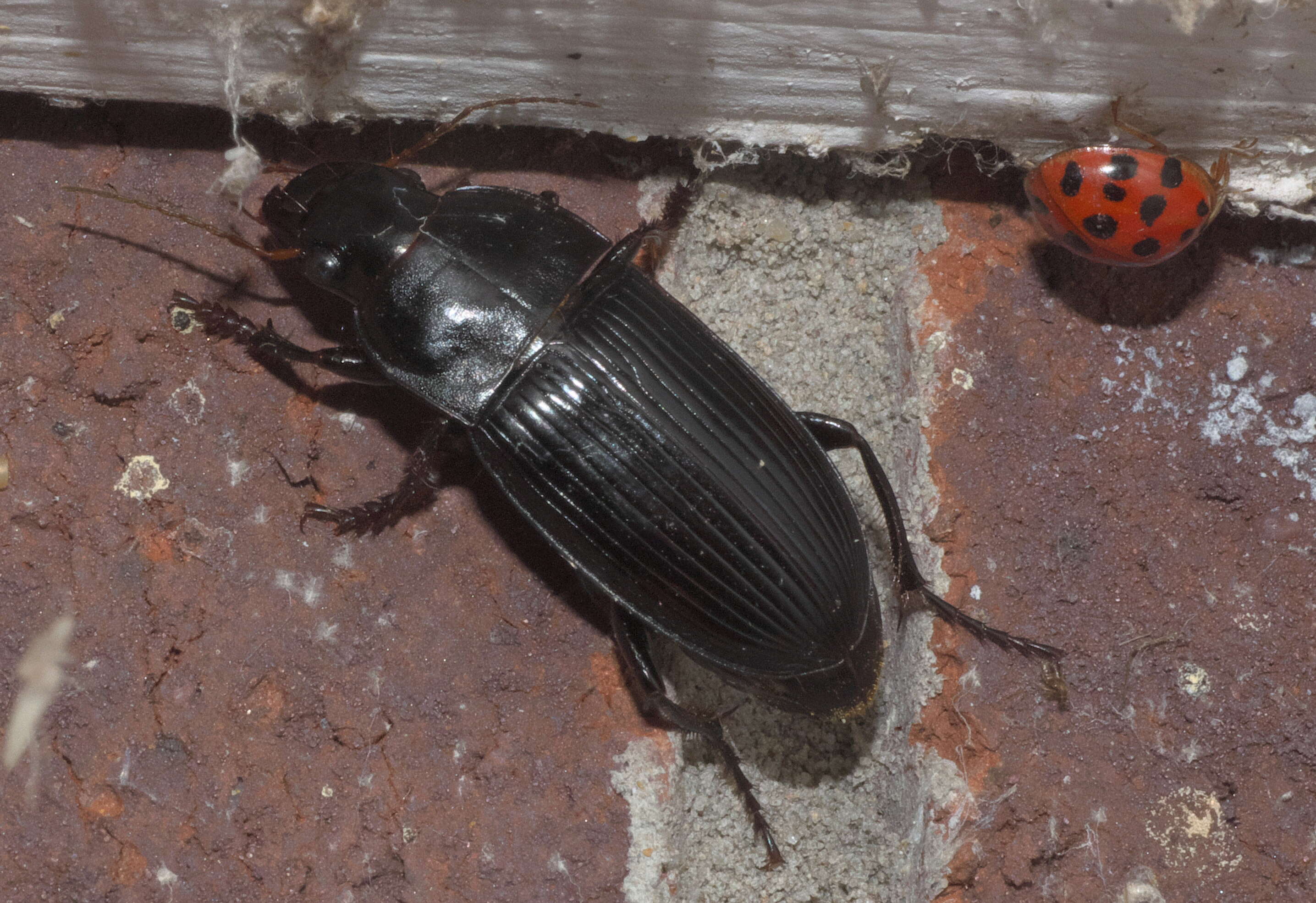 Sivun Harpalus (Pseudoophonus) caliginosus (Fabricius 1775) kuva