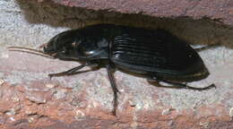 Sivun Harpalus (Pseudoophonus) caliginosus (Fabricius 1775) kuva