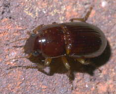 Image de Harpalus (Harpalus) gravis Le Conte 1858