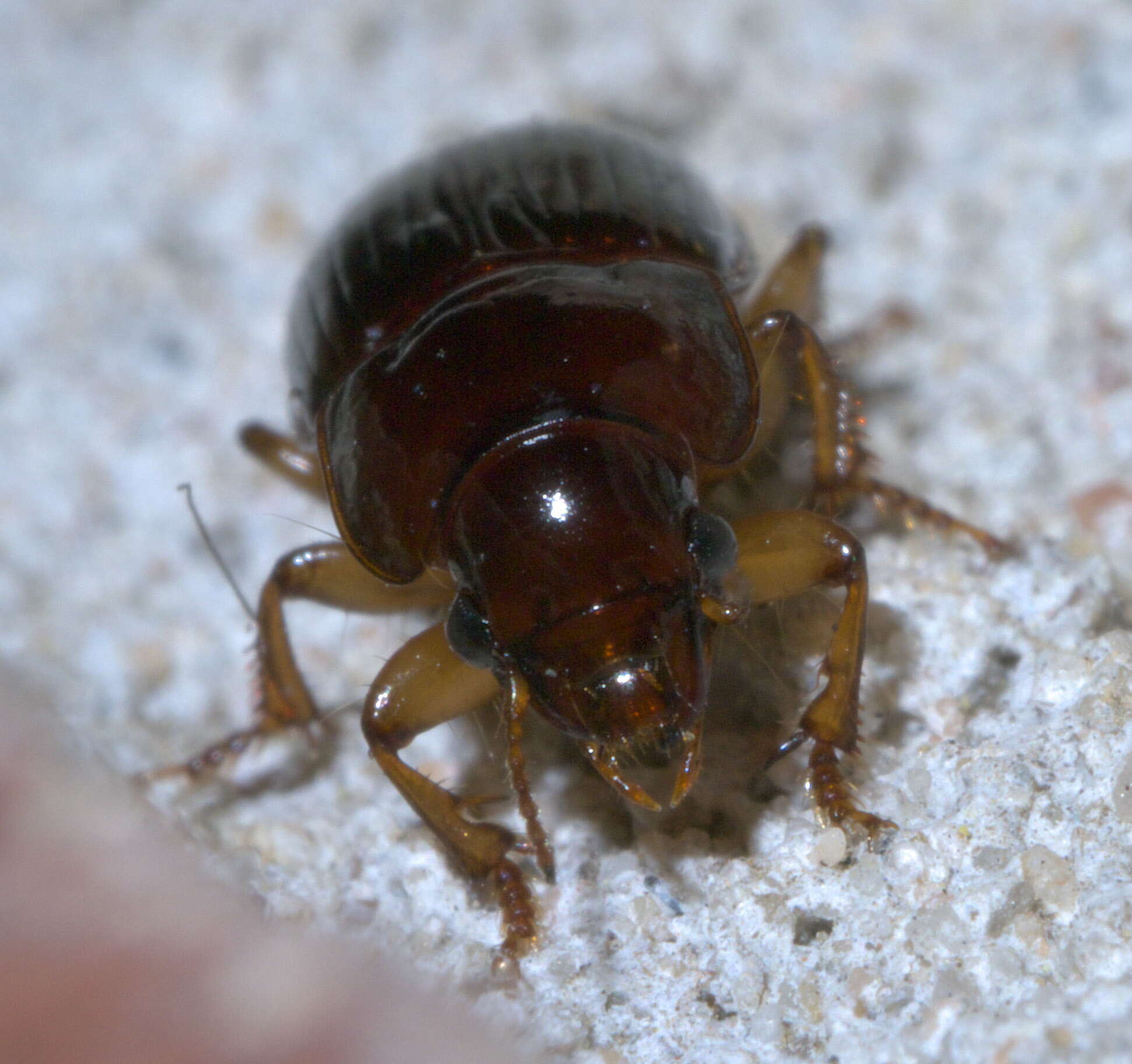 Image de Harpalus (Harpalus) gravis Le Conte 1858