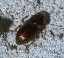 Image de Harpalus (Harpalus) gravis Le Conte 1858