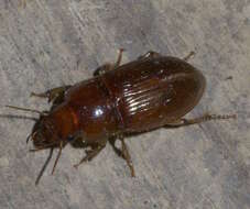 Image de Harpalus (Harpalus) gravis Le Conte 1858