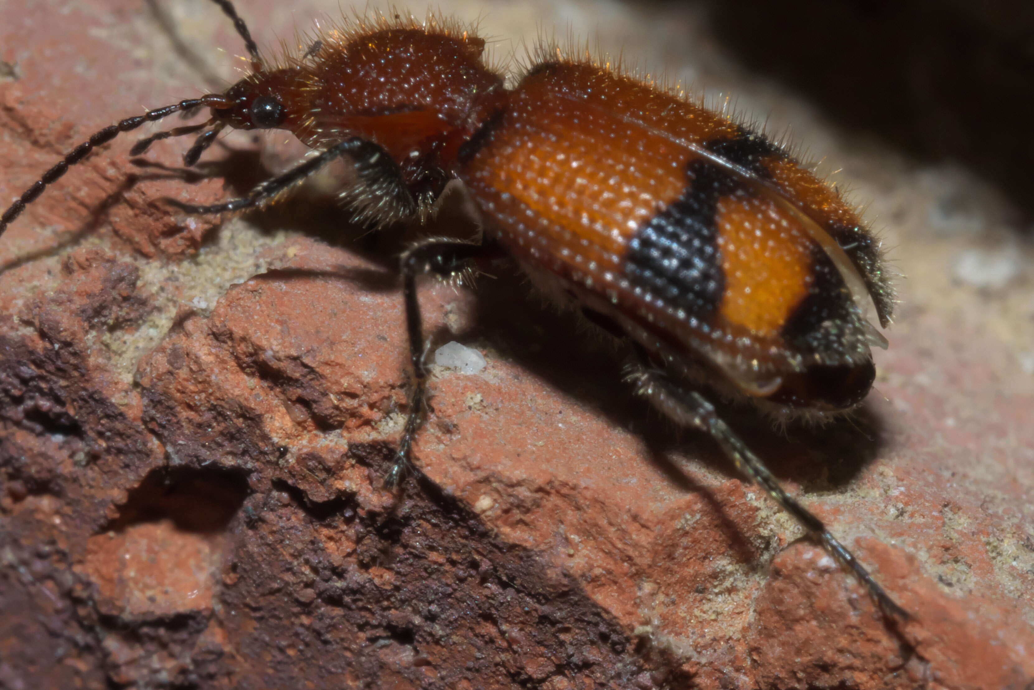 Panagaeus (Hologaeus) fasciatus Say 1823的圖片