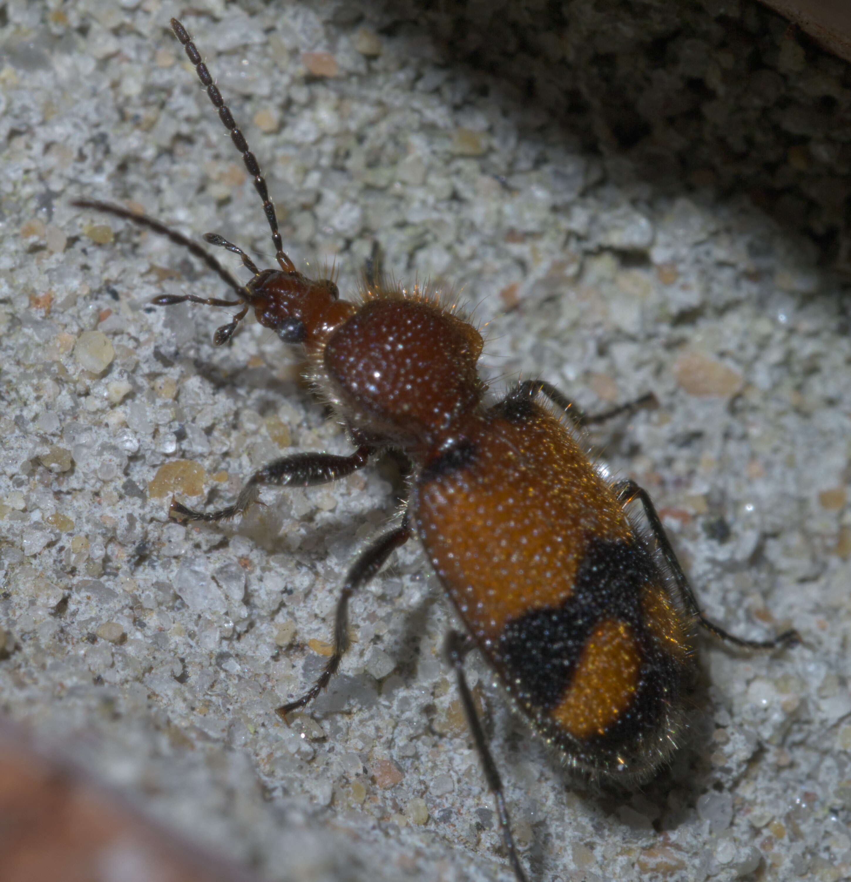 Panagaeus (Hologaeus) fasciatus Say 1823的圖片