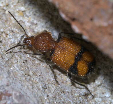 Panagaeus (Hologaeus) fasciatus Say 1823的圖片