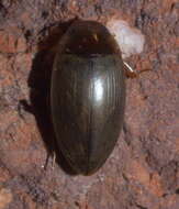 Слика од Copelatus chevrolati Aubé 1838