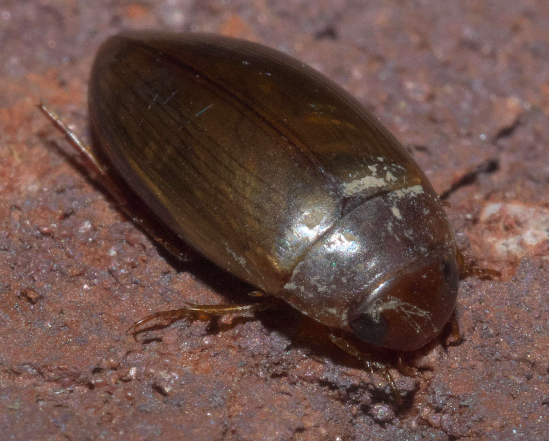 Слика од Copelatus chevrolati Aubé 1838