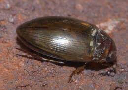 Слика од Copelatus chevrolati Aubé 1838