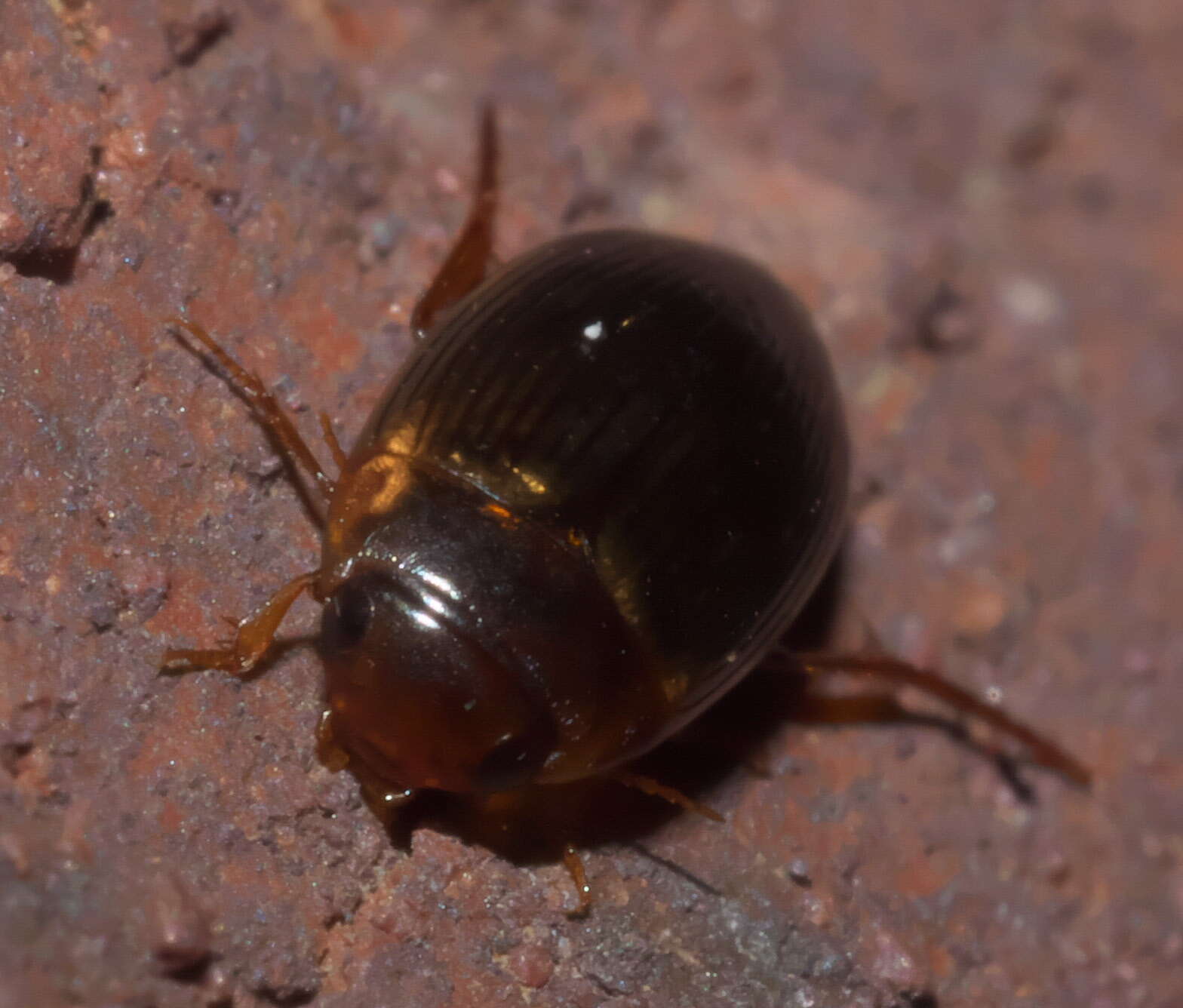 Image of Copelatus glyphicus (Say 1823)