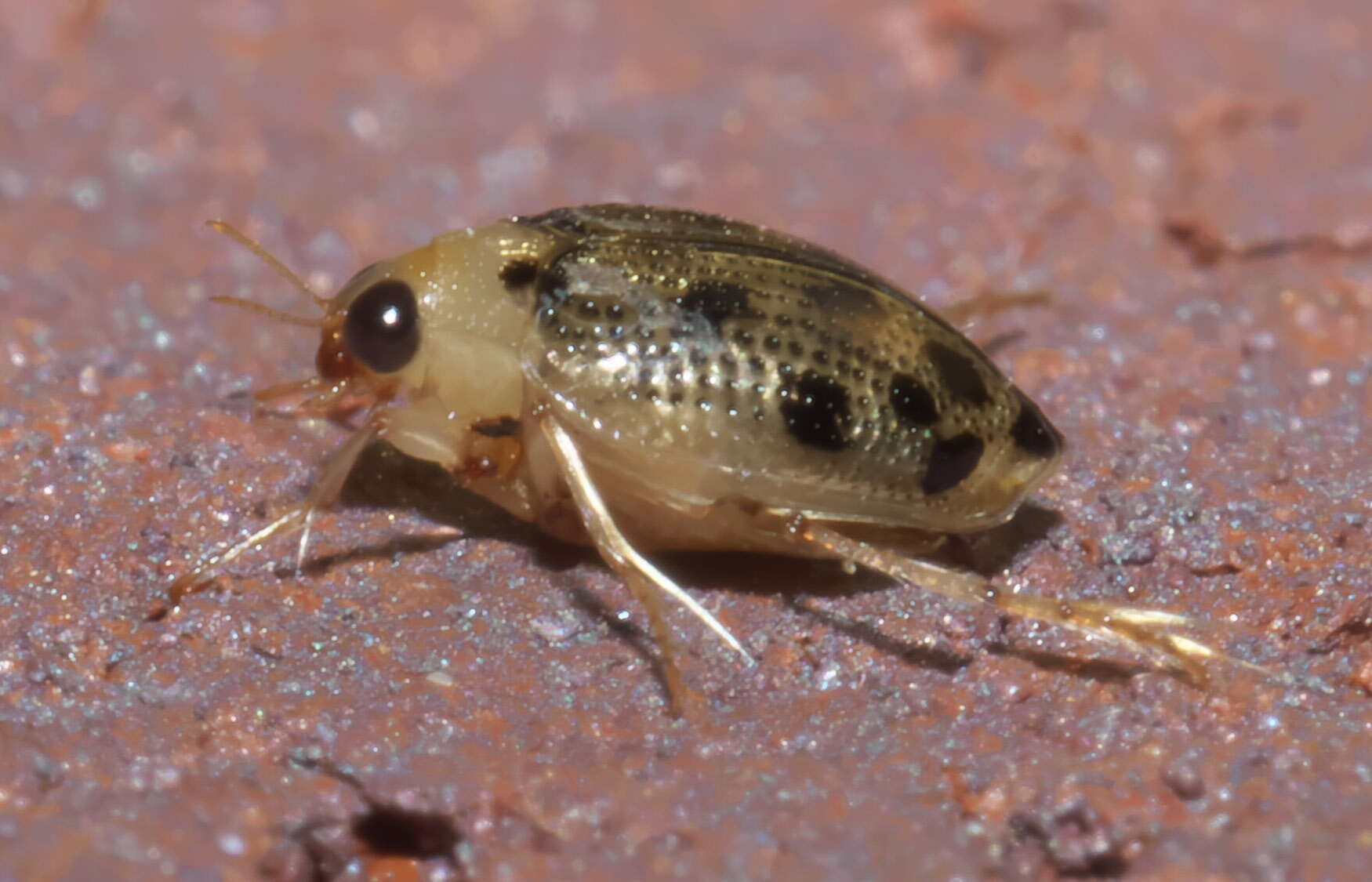 Image of Peltodytes litoralis Matheson 1912