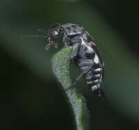 Image of Hoshihananomia octopunctata (Fabricius 1775)