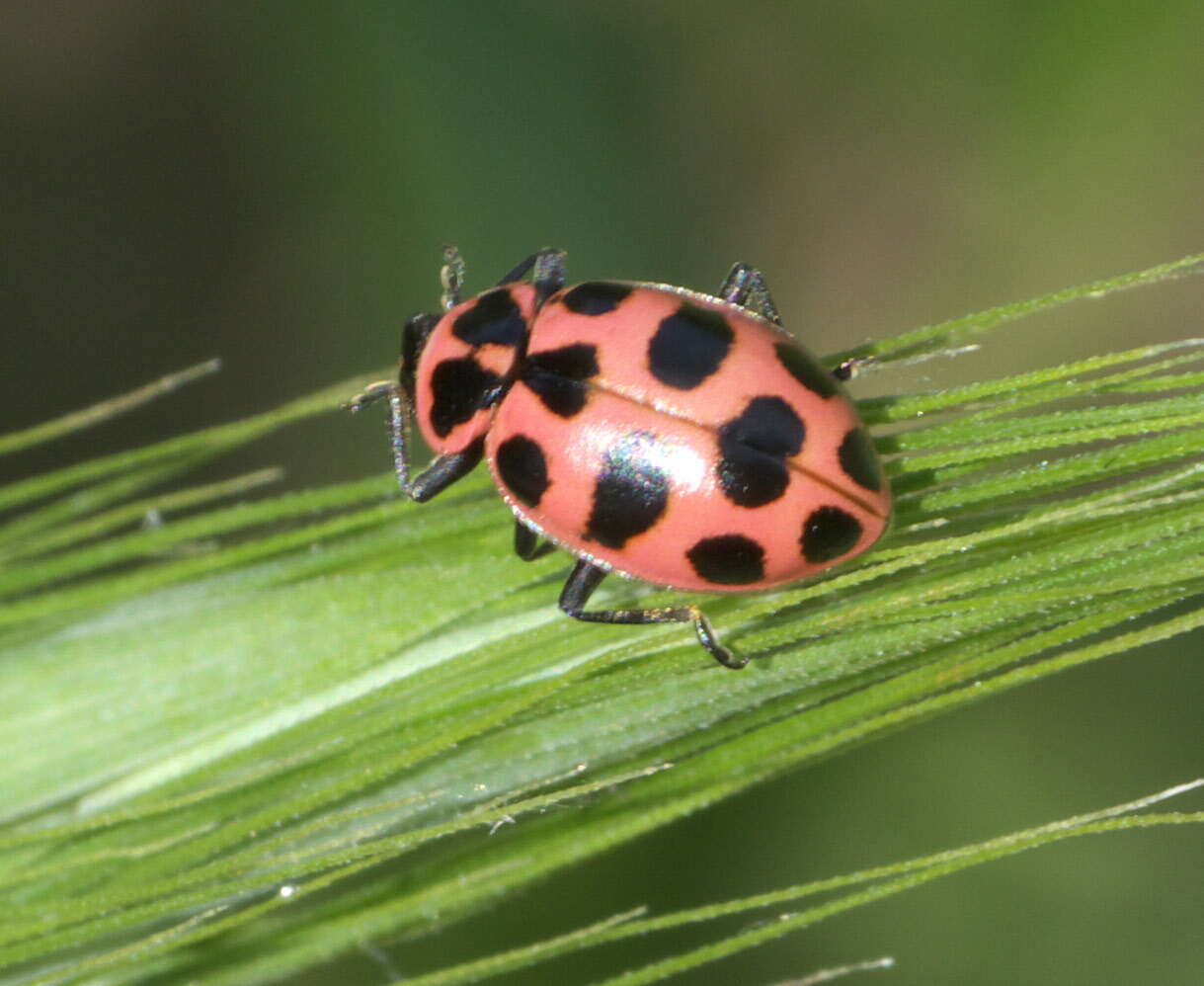 Image de Coleomegilla maculata (De Geer 1775)