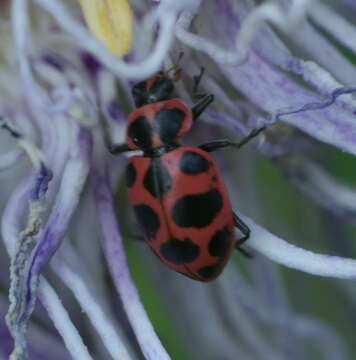 Image of Spotted Lady Beetle