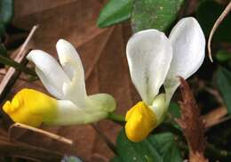 Image of shrubby milkwort