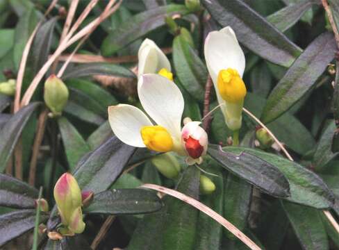 Image of shrubby milkwort