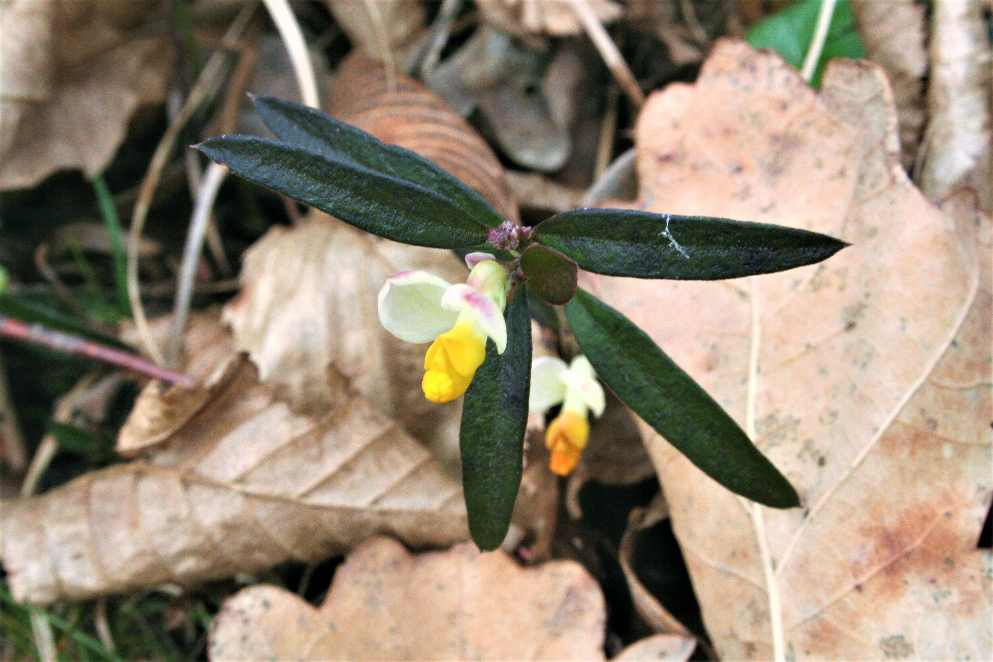 Image of shrubby milkwort