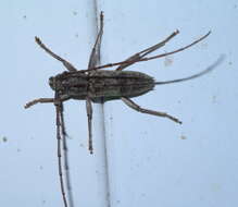 Image of Spined Oak Borer