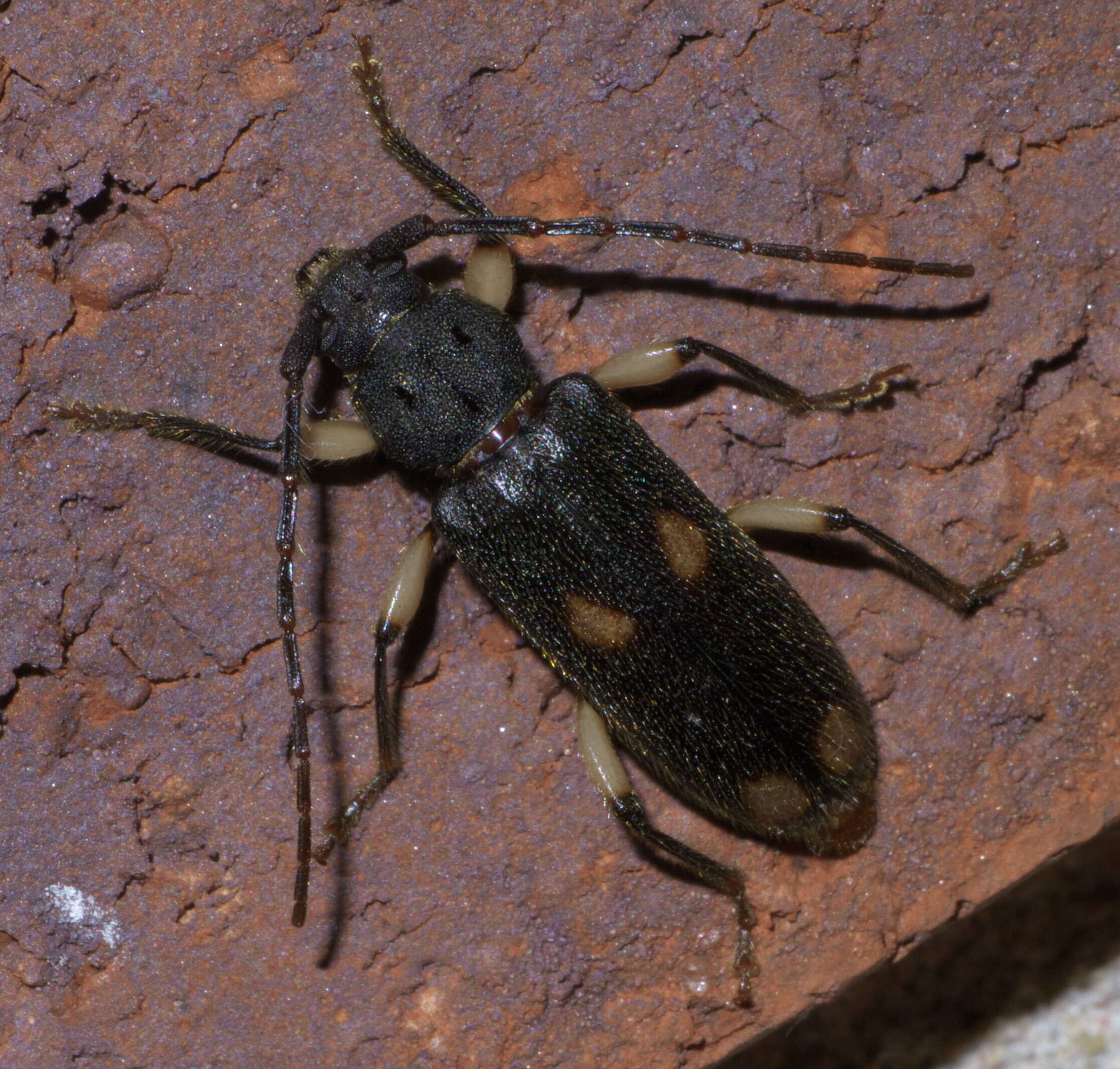 Image of Ash and Privet Borer