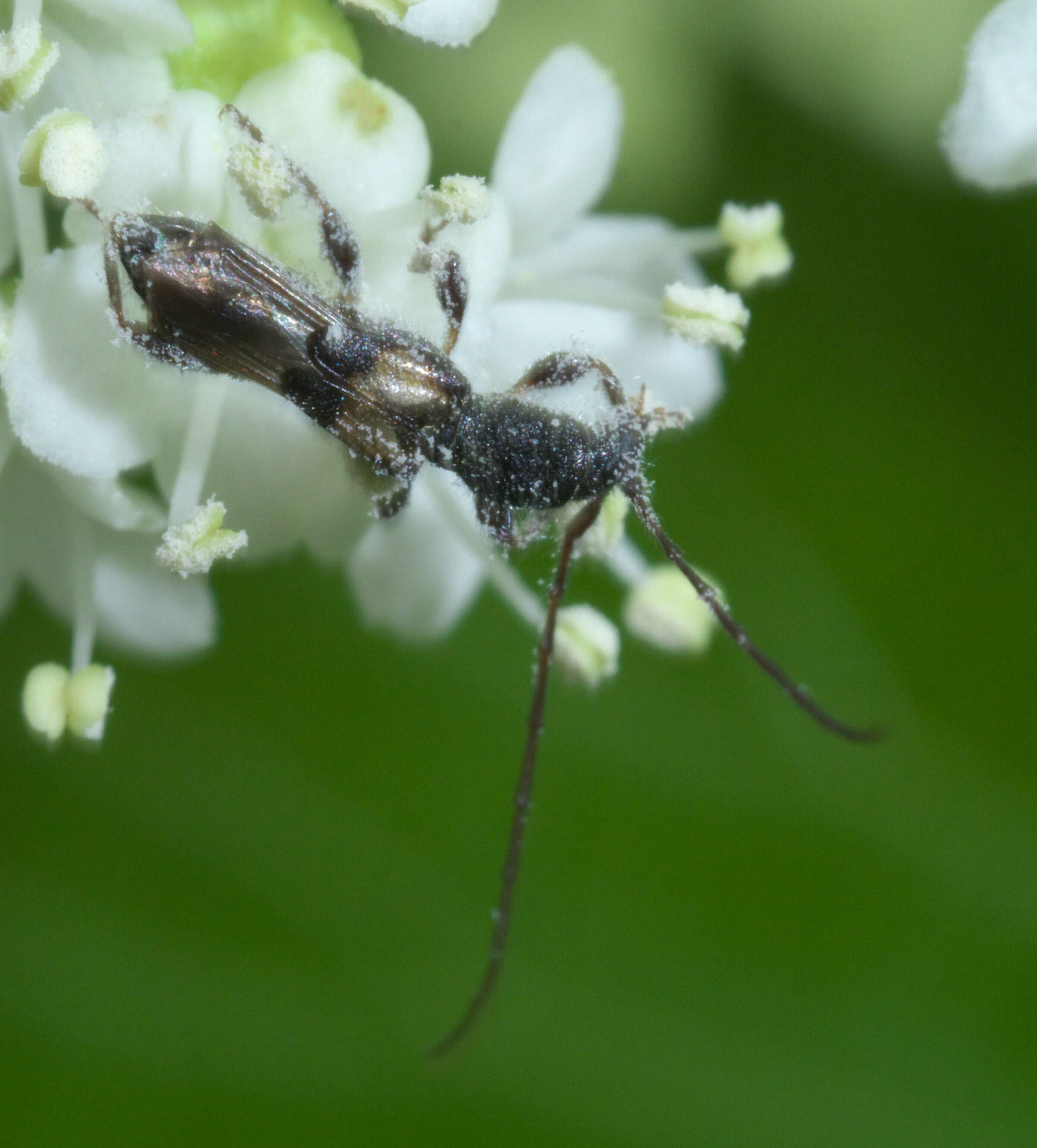 Image of Molorchus bimaculatus Say 1824