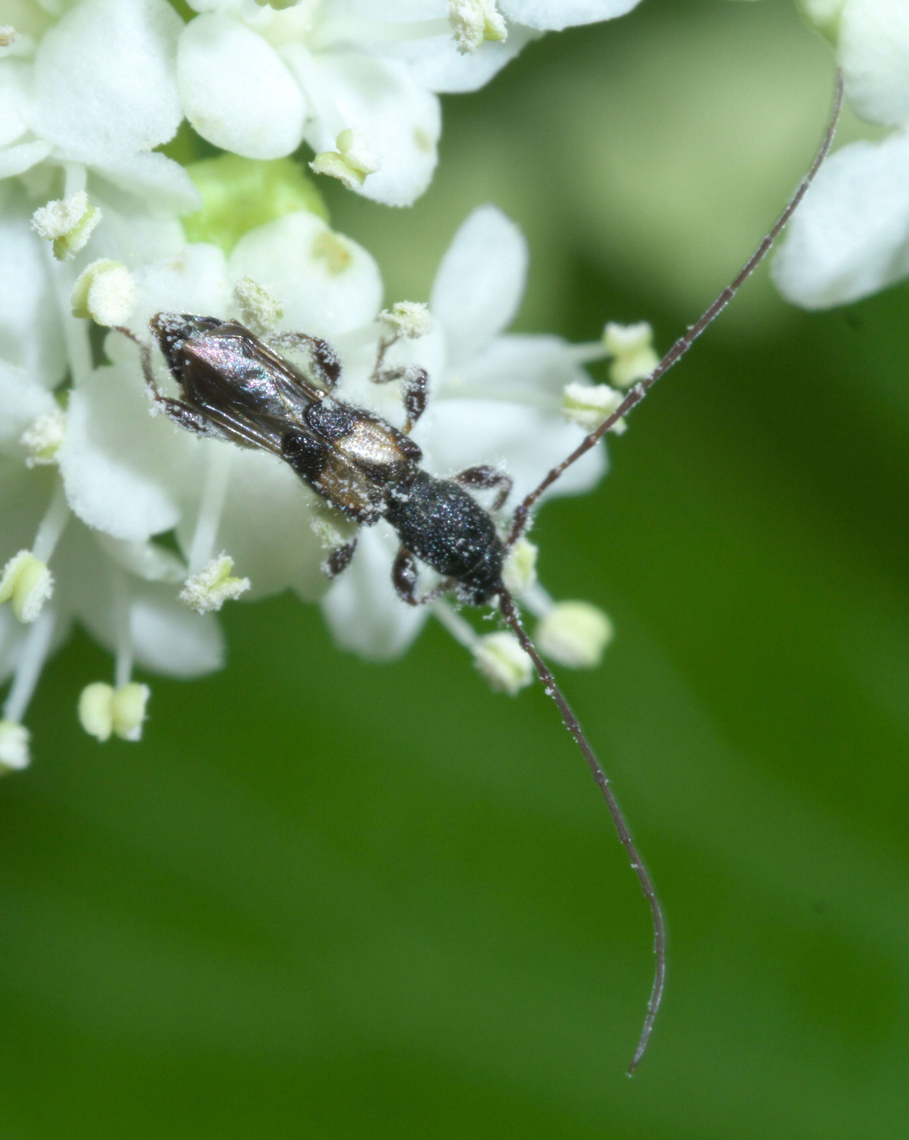 Image of Molorchus bimaculatus Say 1824