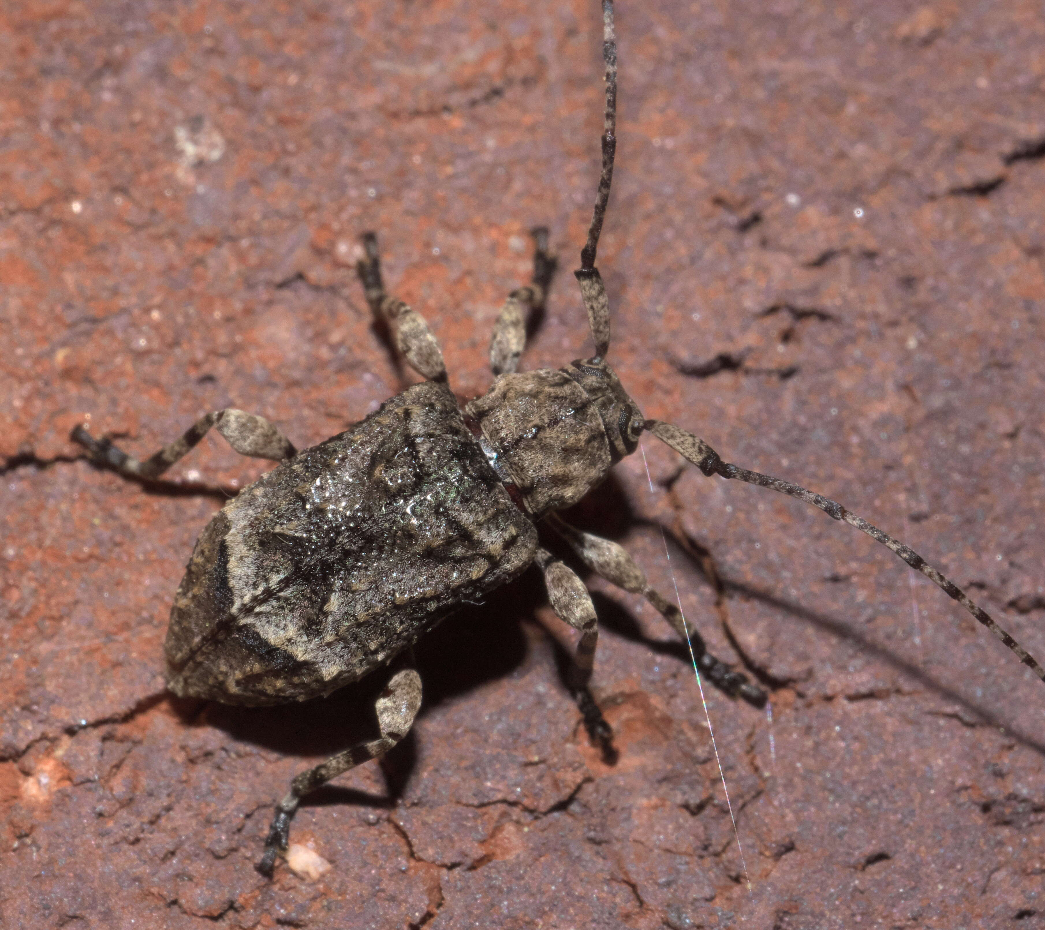 Image of Leptostylus transversus (Gyllenhal 1817)