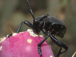 Image of Longhorn cactus beetle