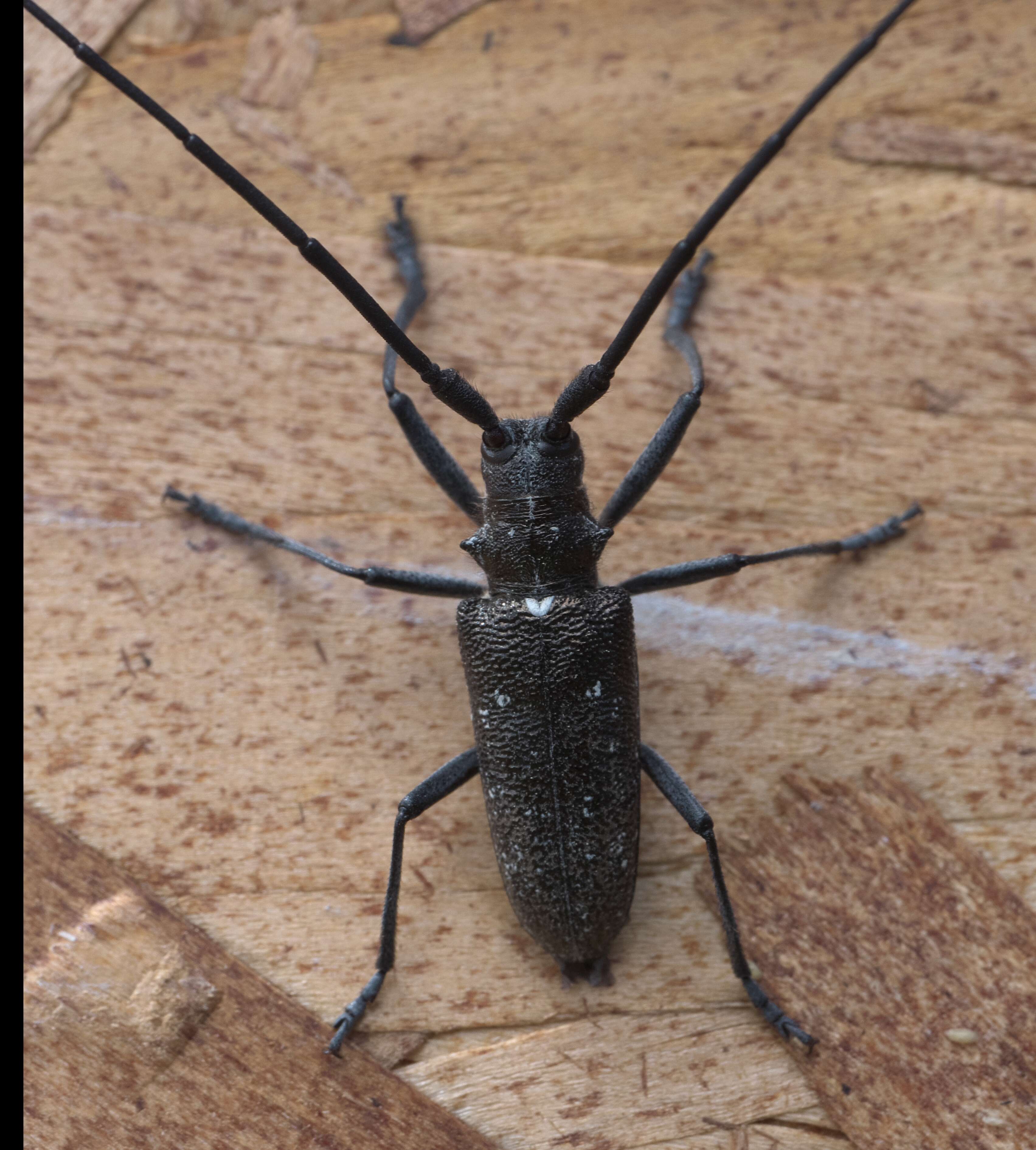 Image of White-spotted Sawyer